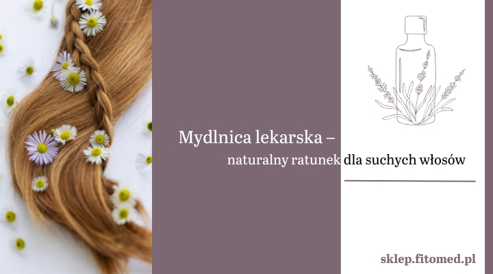 Jak mydlnica lekarska pomaga